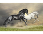 Hornbach Fototapete Papier 97334 Black and White Horses 7-tlg. 350 x 260 cm