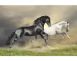 Hornbach Fototapete Papier 97334 Black and White Horses 7-tlg. 350 x 260 cm