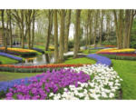 Hornbach Fototapete Vlies 18337 Tulips in Keukenhof Park 7-tlg. 350 x 260 cm