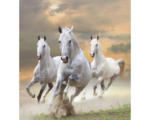 Hornbach Fototapete Vlies 18338 White Stallions in Dust 7-tlg. 350 x 260 cm