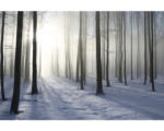 Hornbach Fototapete Vlies 18340 Misty Winter Forest 7-tlg. 350 x 260 cm