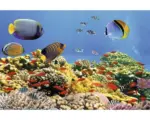 Hornbach Fototapete Vlies 18341 Coral Colony Red Sea 7-tlg. 350 x 260 cm