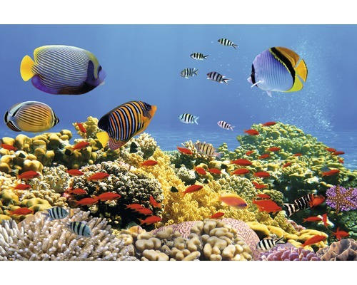 Fototapete Papier 97341 Coral Colony Red Sea 7-tlg. 350 x 260 cm