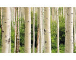 Hornbach Fototapete Papier 97345 Aspen Woods in Summer 7-tlg. 350 x 260 cm