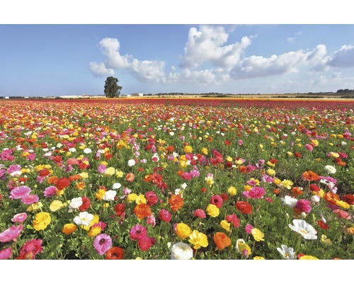 Fototapete Papier 97347 Garden Buttercups 7-tlg. 350 x 260 cm