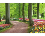 Hornbach Fototapete Vlies 18352 Tulips Spring Landscape 7-tlg. 350 x 260 cm