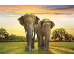 Hornbach Fototapete Vlies 18353 Elephants Family 7-tlg. 350 x 260 cm