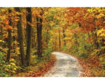 Hornbach Fototapete Papier 97360 Pathway in Colorful Autumn 7-tlg. 350 x 260 cm