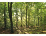 Hornbach Fototapete Vlies 18363 Forrest morning 7-tlg. 350 x 260 cm