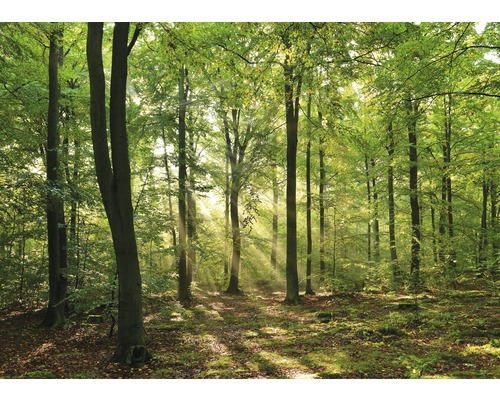 Fototapete Vlies 18363 Forrest morning 7-tlg. 350 x 260 cm