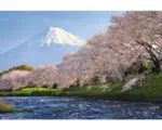 Hornbach Fototapete Vlies 18370 Fuji and Sakura 7-tlg. 350 x 260 cm