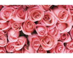 Hornbach Fototapete Papier 97381 Pink Rose Flowers 7-tlg. 350 x 260 cm