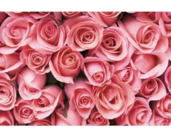 Fototapete Vlies 18381 Pink Rose Flowers 7-tlg. 350 x 260 cm