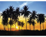 Hornbach Fototapete Vlies 18389 Coconut Palm Trees 7-tlg. 350 x 260 cm