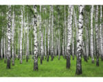 Hornbach Fototapete Vlies 18390 Summer Birch Forest 350 x 260cm 7-tlg. 350 x 260 cm