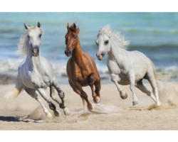 Fototapete Papier 97402 Horse Herd Run Gallop 7-tlg. 350 x 260 cm