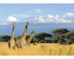 Hornbach Fototapete Vlies 18403 Giraffes at Kilimanjaro 7-tlg. 350 x 260 cm