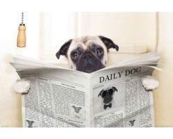 Fototapete Vlies 18409 Newspaper Dog 7-tlg. 350 x 260 cm