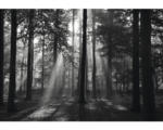 Hornbach Fototapete Papier Forrest Metalleffekt 350 x 260 cm