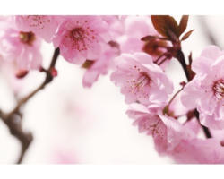 Fototapete Papier 97702 Cherry blossom Metalleffekt 7-tlg. 350 x 260 cm