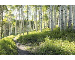 Fototapete Papier 97703 Birchforrest Metalleffekt 7-tlg. 350 x 260 cm