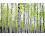 Hornbach Fototapete Papier 97707 Birch Metalleffekt 7-tlg. 350 x 260 cm