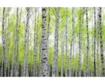 Hornbach Fototapete Papier 97707 Birch Metalleffekt 7-tlg. 350 x 260 cm