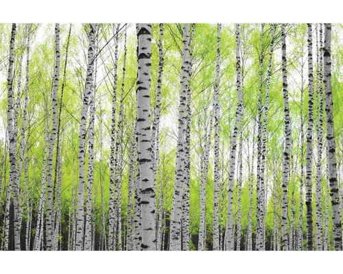 Fototapete Papier 97707 Birch Metalleffekt 7-tlg. 350 x 260 cm