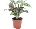 Hornbach Kamm-Marante FloraSelf Ctenanthe burle-marxii H 30-45 cm Ø 12 cm Topf