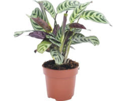 Kamm-Marante FloraSelf Ctenanthe burle-marxii H 30-45 cm Ø 12 cm Topf