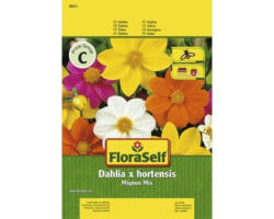 Dahlie 'Mignon' FloraSelf samenfestes Saatgut Blumensamen