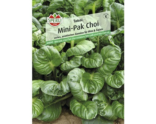 Gemüsesamen Sperli Pak Choi 'Tatsoi'