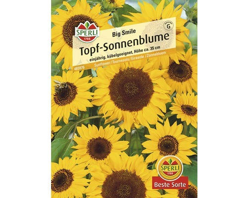 Blumensamen Sperli Sonnenblume niedrig 'Big Smile'