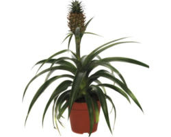 Ananas FloraSelf Ananas x Hybride H 45-55 cm Ø 12 cm Topf