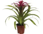 Hornbach Bromelie FloraSelf Guzmania x Hybride 'Deseo Pink' H 45x55 cm Ø 12 cm Topf