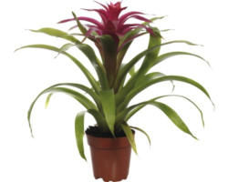 Bromelie FloraSelf Guzmania x Hybride 'Deseo Pink' H 45x55 cm Ø 12 cm Topf