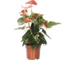 Hornbach Flamingoblume/ Anthurie FloraSelf Anthurium x Hybride 'Sierra Red' H 25-35 cm Ø 12 cm Topf