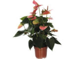 Hornbach Flamingoblume/ Anthurie FloraSelf Anthurium x Hybride 'Sweetdream' H 30-40 cm Ø 12 cm Topf