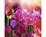 Hornbach Glasbild Colorful Tulips I 30x30 cm GLA036