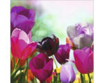 Hornbach Glasbild Colorful Tulips II 30x30 cm GLA037