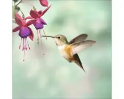 Glasbild Little Friends II 30x30 cm GLA1086