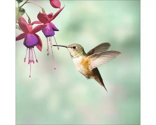 Glasbild Little Friends II 30x30 cm GLA1086