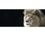 Hornbach Glasbild Lion 50x125 cm GLA164