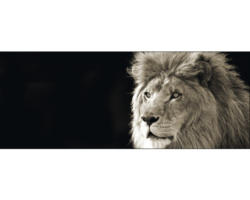 Glasbild Lion 30x80 cm GLA164