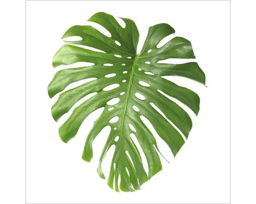 Glasbild Lonely Leave II 30x30 cm GLA1803