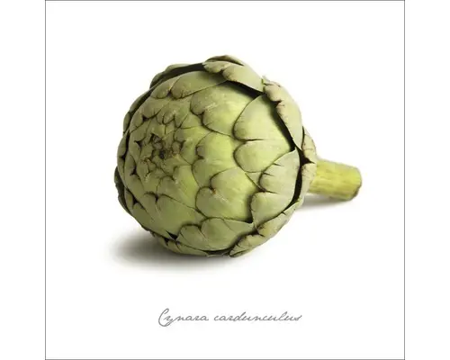 Glasbild Artischocke 50x50 cm GLA398