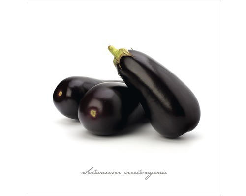 Glasbild Aubergine 30x30 cm GLA399