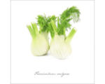 Hornbach Glasbild Fenchel 30x30 cm GLA400