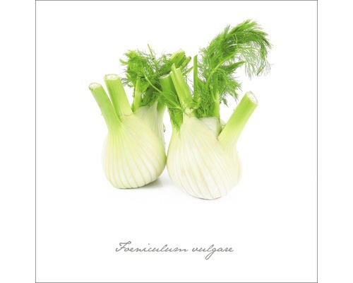 Glasbild Fenchel 50x50 cm GLA400