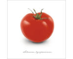 Hornbach Glasbild Tomate 30x30 cm GLA401